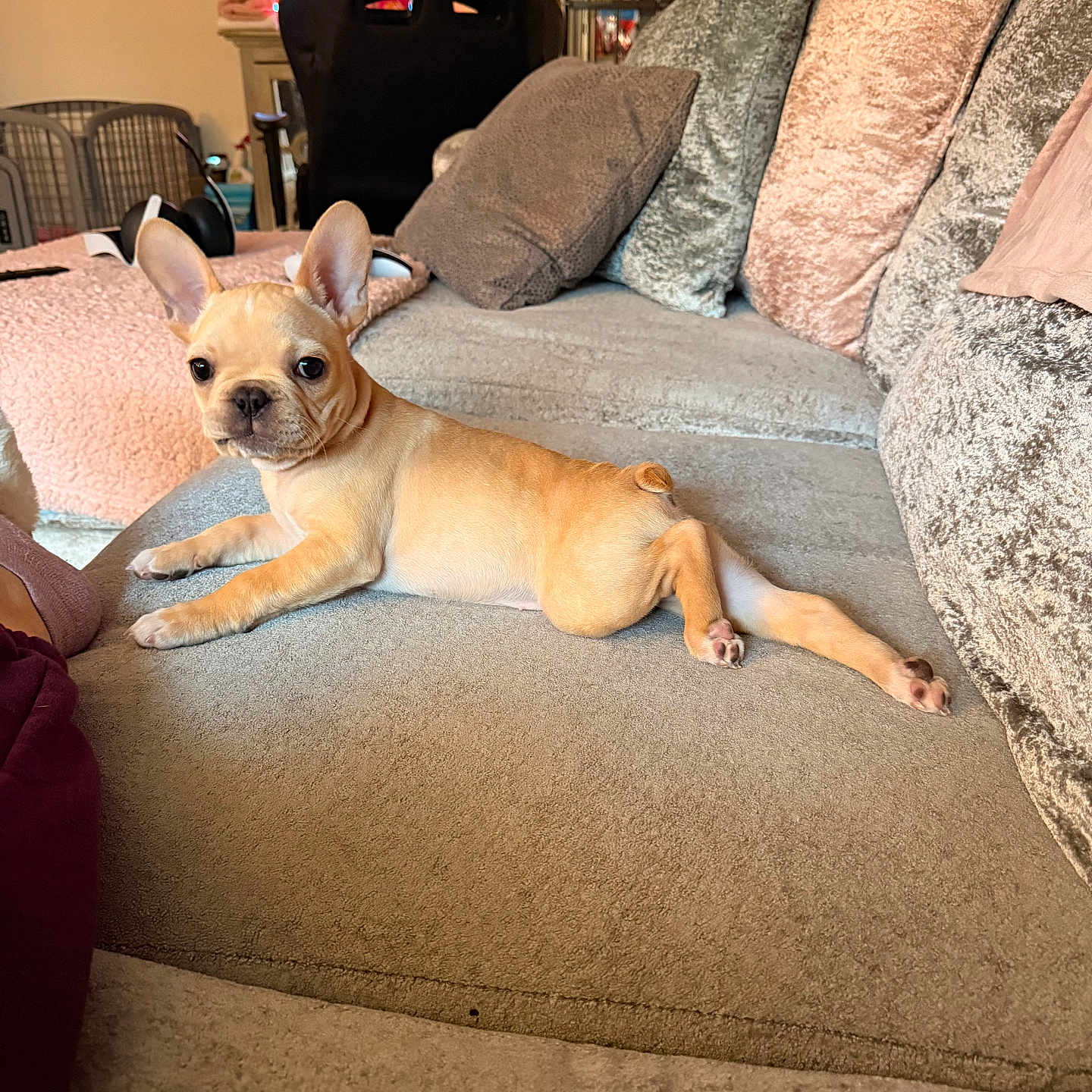 Nova Jean joined the competition — help win amazing prizes! adorable, carpet, couch, cozy, curious, cushion, dog, ears, french_bulldog, furniture, home, indoor, living_room, lounging, paw, pet, plush, portrait, puppy, sofa