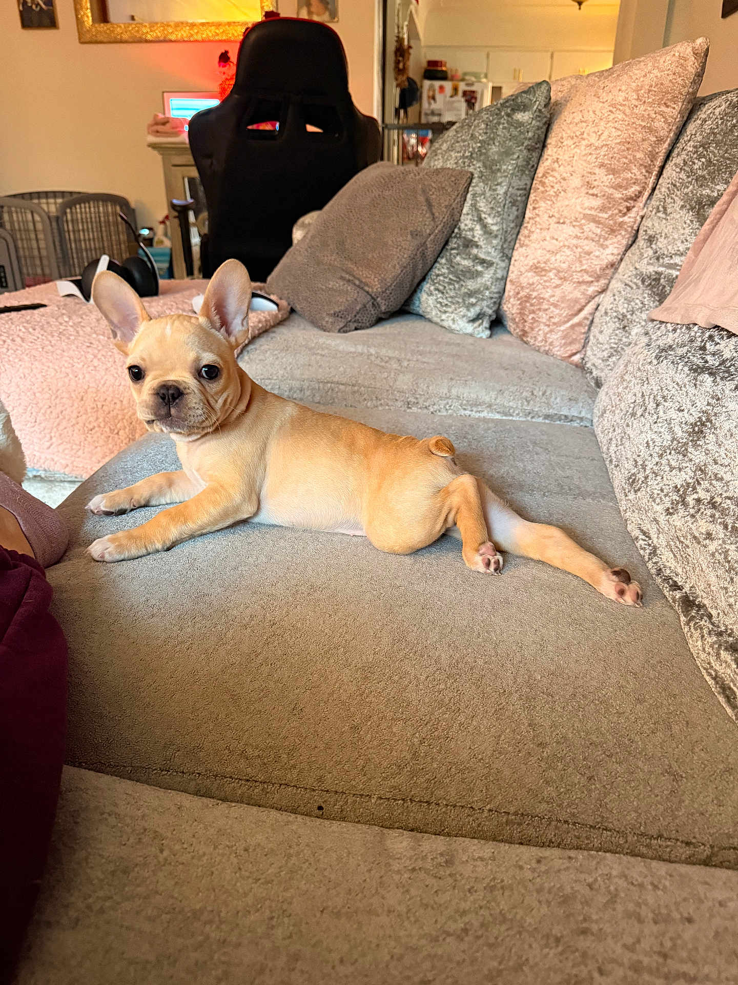 Nova Jean joined the competition — help win amazing prizes! adorable, carpet, couch, cozy, curious, cushion, dog, ears, french_bulldog, furniture, home, indoor, living_room, lounging, paw, pet, plush, portrait, puppy, sofa