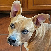 Buddy joined the competition — help win amazing prizes! dog, canine, pet, portrait, close_up, tan_fur, white_fur, brown_eyes, floppy_ear, upright_ear, black_nose, short_hair, collar, indoor, wooden_cabinets, tile_floor, headshot, alert, curious, animal