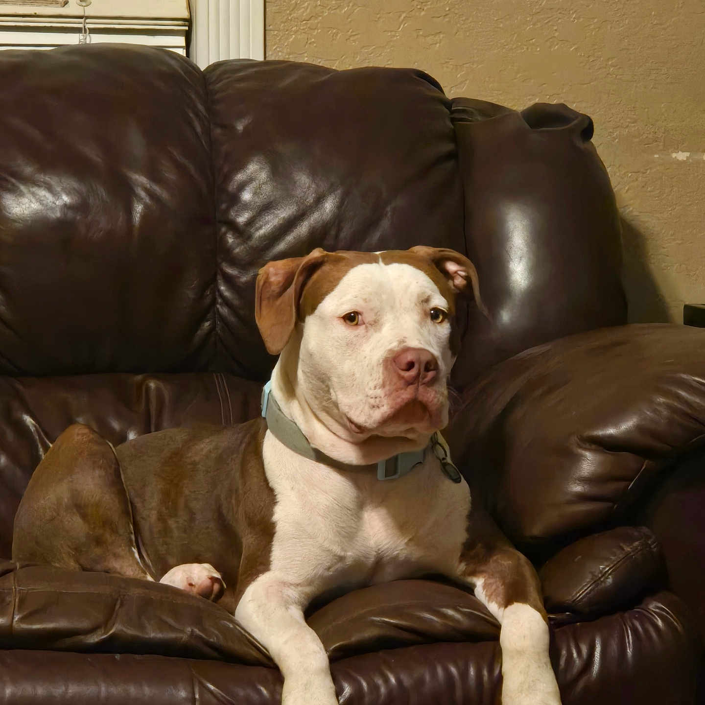 Brutus