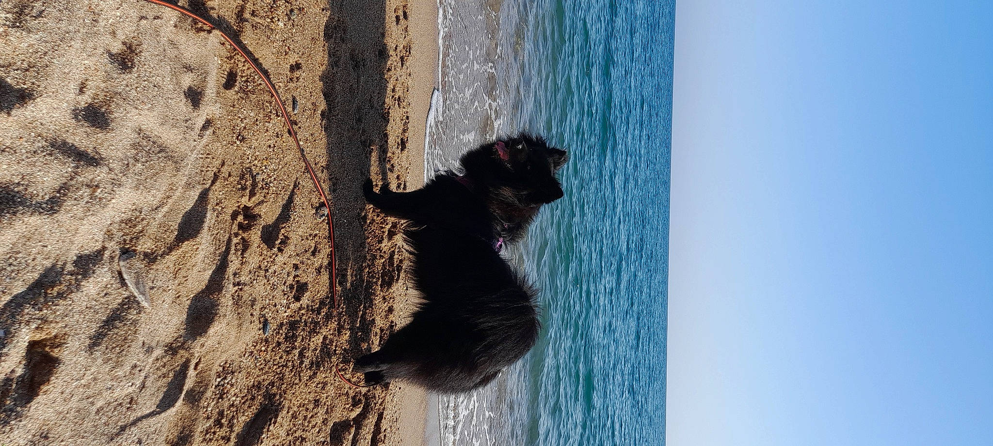 Sony a rejoint le concours — aidez-le/la à gagner de superbes lots ! beach, body_of_water, carnivore, fawn, felidae, fur, lake, landscape, plant, rock, shadow, sky, tail, tree, trunk, vertebrate, water, wildlife, window, wood