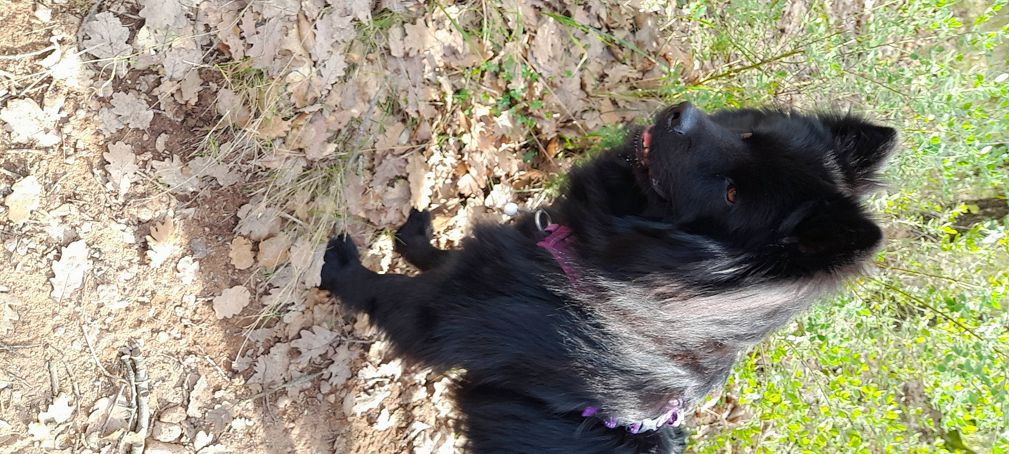 Sony participe au concours pour gagner de l'argent avec cette photo : canidae, carnivore, collar, companion_dog, dog, dog_breed, dog_collar, felidae, fur, grass, liver, plant, small_to_medium_sized_cats, snout, soil, sporting_group, tail, terrestrial_animal, whiskers, working_animal