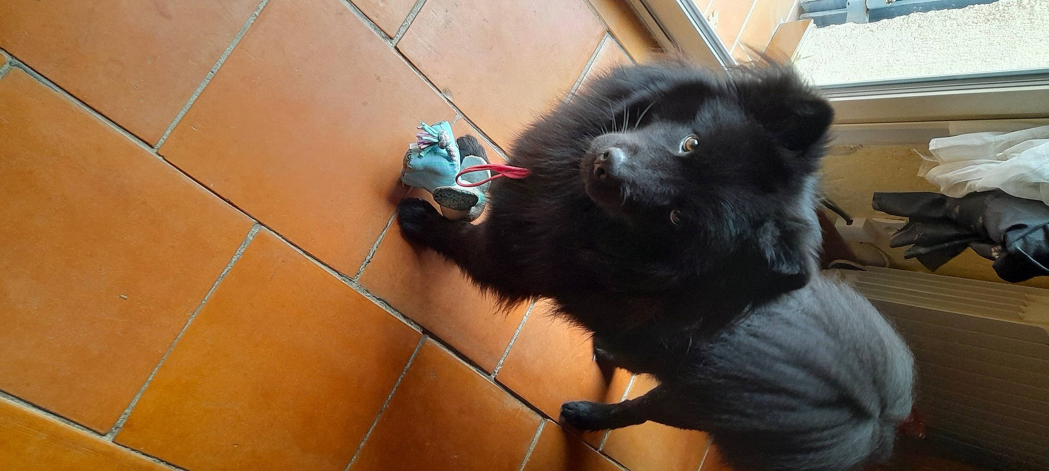 Sony participe au concours pour gagner de l'argent avec cette photo : black_cat, canidae, carnivore, claw, companion_dog, dog, dog_breed, felidae, flooring, fur, german_spitz, paw, small_to_medium_sized_cats, snout, sporting_group, tail, tile_flooring, whiskers, wood, working_animal