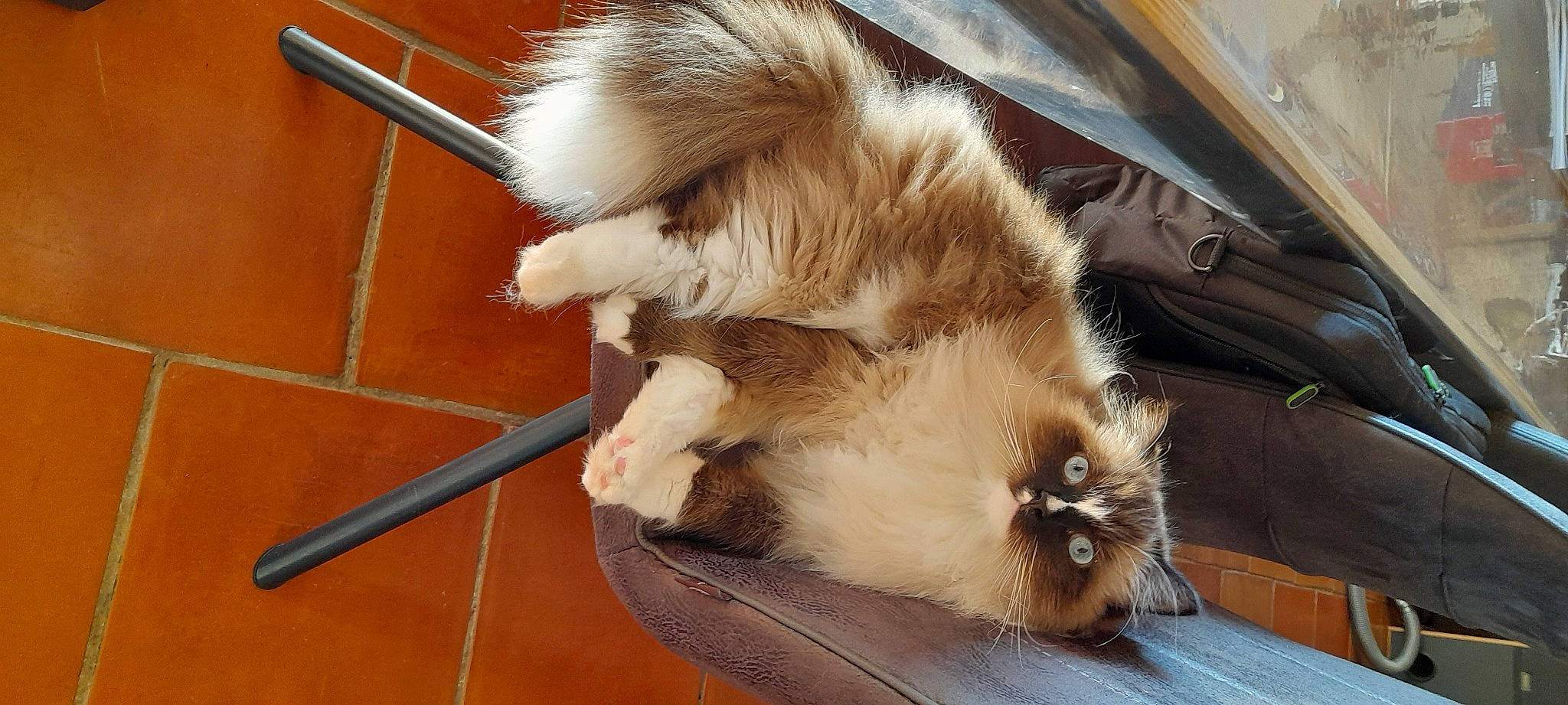 Sierra De Campcros a rejoint le concours — aidez-le/la à gagner de superbes lots ! canidae, carnivore, cat, claw, companion_dog, dog_breed, fawn, felidae, fur, paw, small_to_medium_sized_cats, snout, sporting_group, tail, terrestrial_animal, whiskers, wood