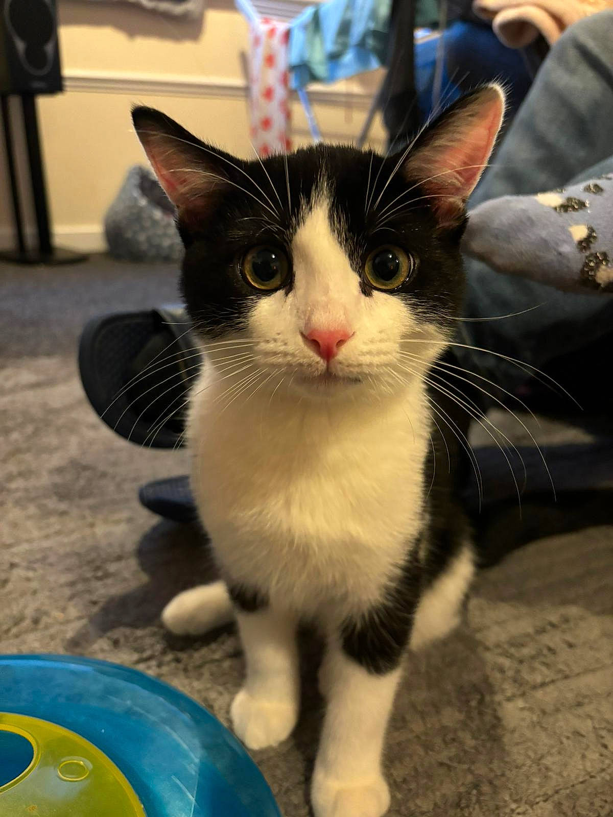 Buttons is registered to the contest to win money with this photo: carnivore, cat, claw, comfort, domestic_short_haired_cat, felidae, foot, fur, paw, small_to_medium_sized_cats, snout, tail, whiskers