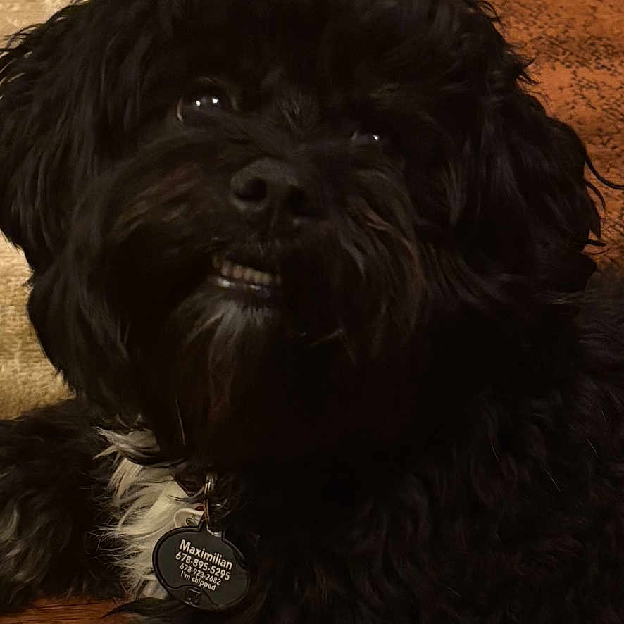 Maximilian is registered to the contest to win money with this photo: affenpinscher, animal, canine, cockerspaniel, dog, hardwood, pet, poodle, puppy, terrier, wood