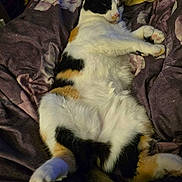 Beans joined the competition — help win amazing prizes! cat, calico_cat, pet, animal, sleeping, resting, feline, fur, paw, blanket, bed, cozy, indoor, cute, relaxed, comfort, mammal, whiskers, soft, domestic_animal