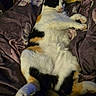 cat, calico_cat, pet, animal, sleeping, resting, feline, fur, paw, blanket, bed, cozy, indoor, cute, relaxed, comfort, mammal, whiskers, soft, domestic_animal