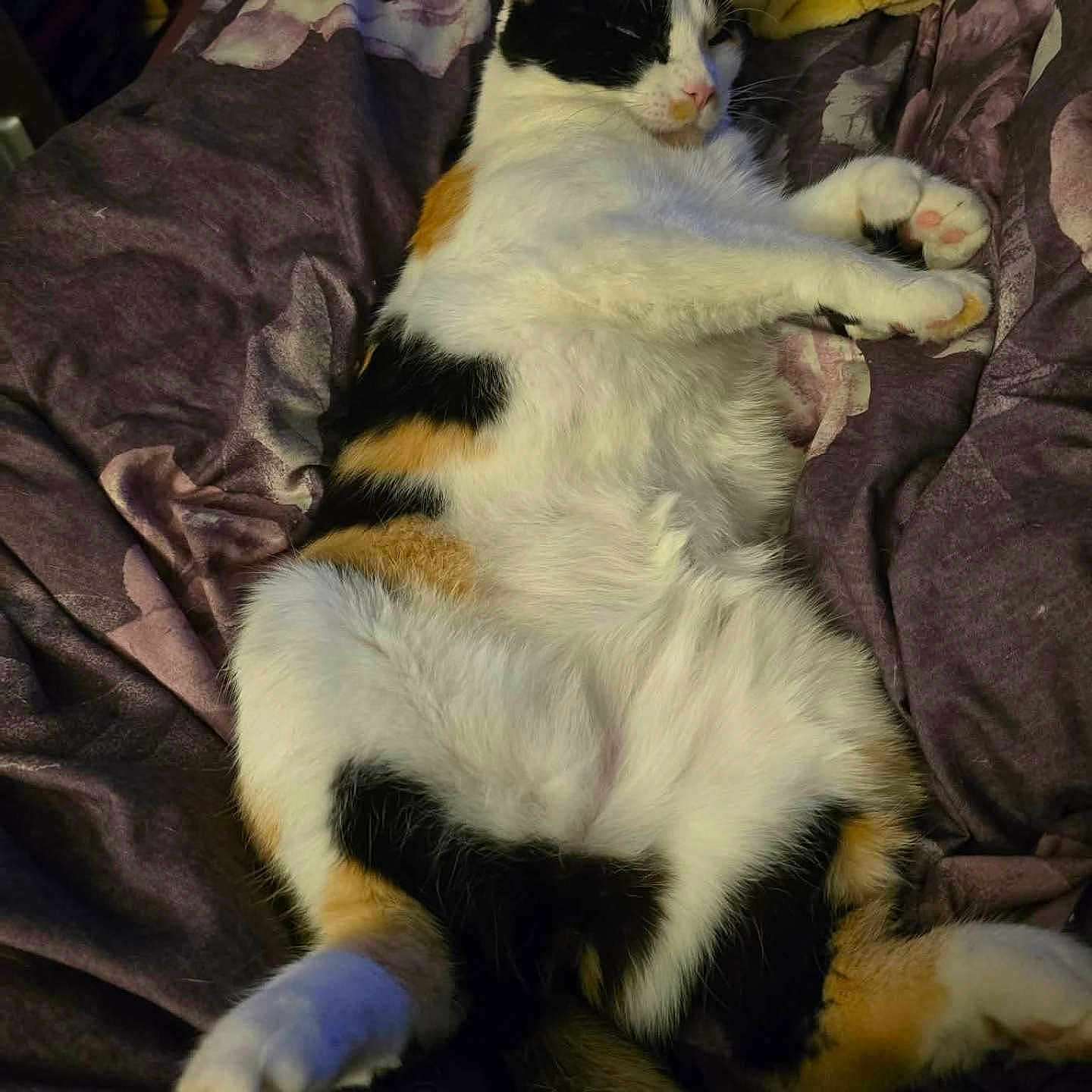 Beans joined the competition — help win amazing prizes! cat, calico_cat, pet, animal, sleeping, resting, feline, fur, paw, blanket, bed, cozy, indoor, cute, relaxed, comfort, mammal, whiskers, soft, domestic_animal