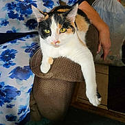 Beans is registered to the contest to win money with this photo: animal, armrest, black_fur, brown_fur, calico_cat, carpet, cat, clothing, dress, floral_pattern, furniture, home, indoor, paw, person, pet, relaxing, sitting, white_fur, yellow_eyes