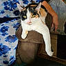 animal, armrest, black_fur, brown_fur, calico_cat, carpet, cat, clothing, dress, floral_pattern, furniture, home, indoor, paw, person, pet, relaxing, sitting, white_fur, yellow_eyes