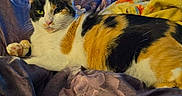 Beans joined the competition — help win amazing prizes! animal, bed, blanket, calico_cat, cat, clothing, cozy, domestic, fur, furniture, household, indoor, looking, lying_down, pet, relaxed, resting, room, soft, television