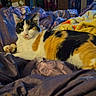 animal, bed, blanket, calico_cat, cat, clothing, cozy, domestic, fur, furniture, household, indoor, looking, lying_down, pet, relaxed, resting, room, soft, television