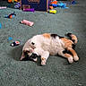 Beans joined the competition — help win amazing prizes! animal, box, calico_cat, carpet, cat, chewy_box, colorful, cute, domestic, floor, fur, household, indoor, paws, pet, pet_toys, playful, relaxed, toy_scatter, whiskers