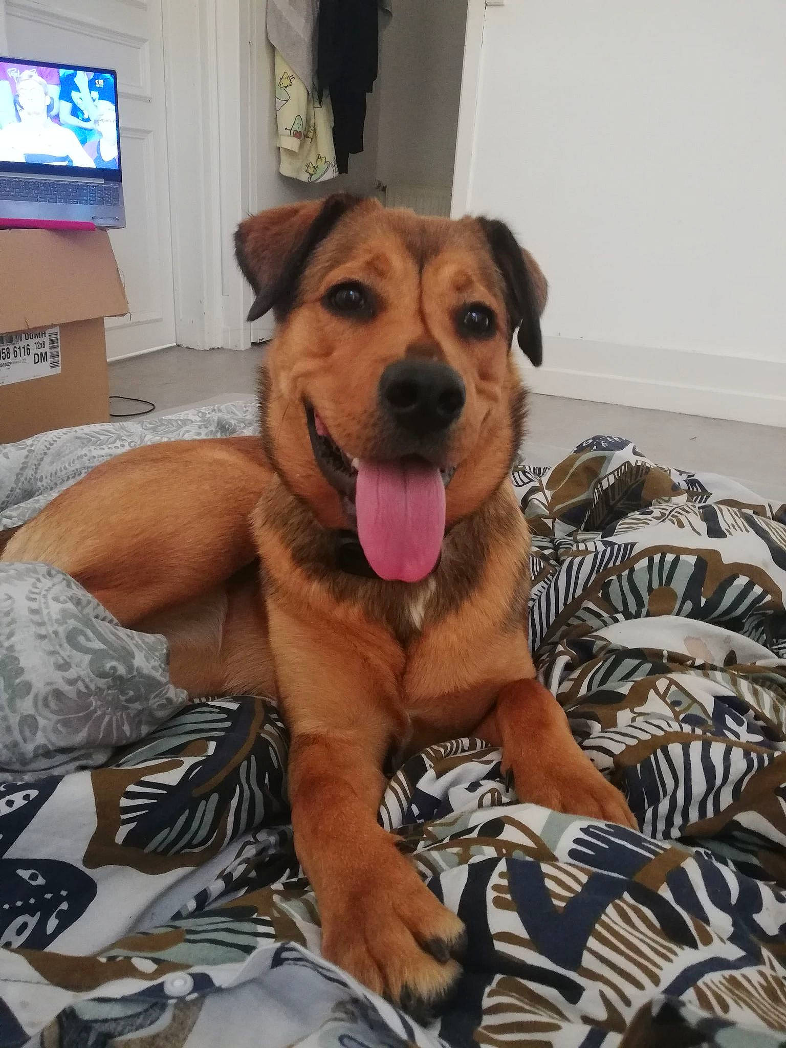 Laika a rejoint le concours — aidez-le/la à gagner de superbes lots ! analog_television, cable_television, carnivore, comfort, companion_dog, couch, display_device, dog, dog_breed, dog_supply, fawn, flooring, fur, home_appliance, led_backlit_lcd_display, linens, picture_frame, smile, snout, television