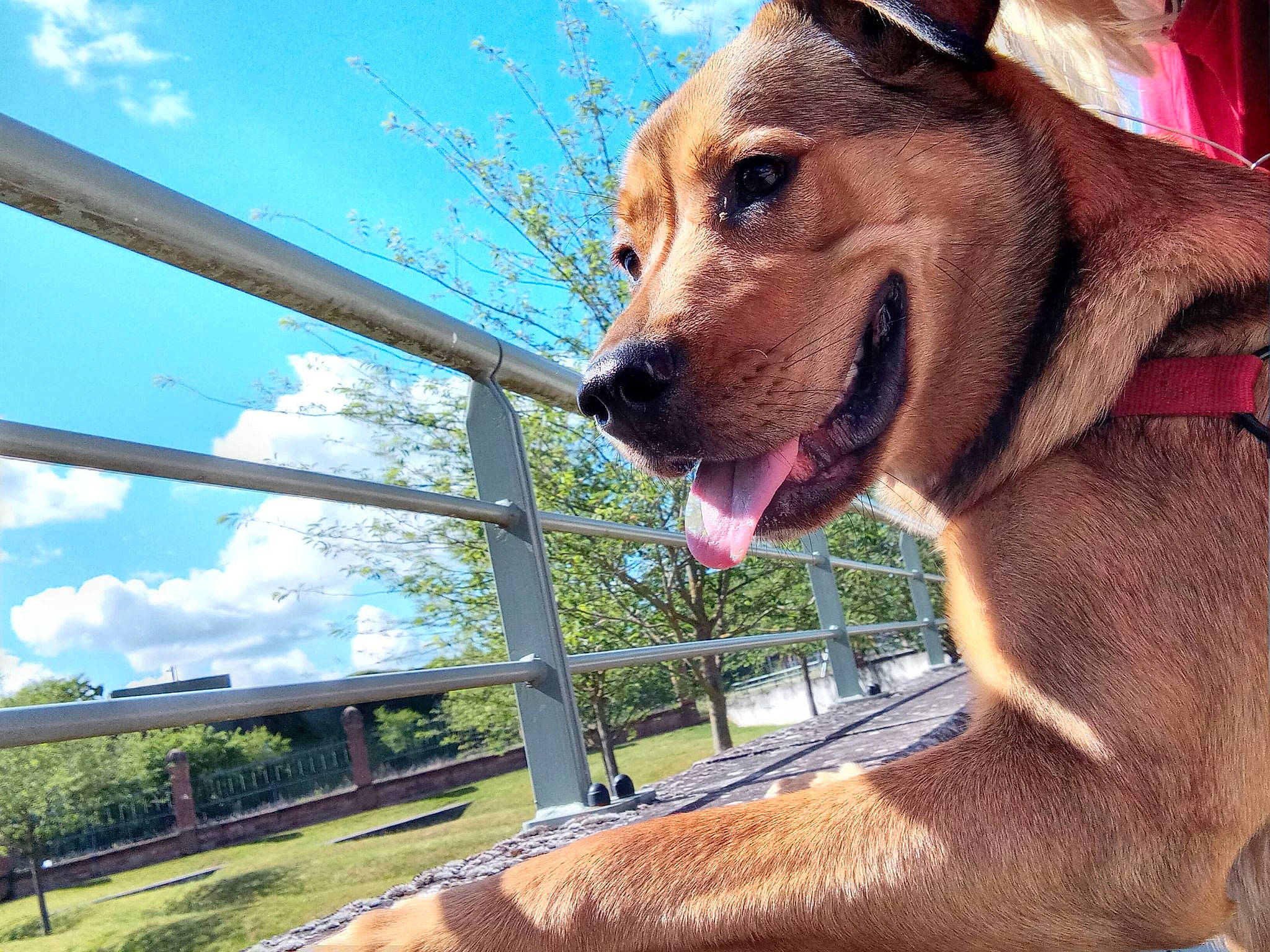Laika participe au concours pour gagner de l'argent avec cette photo : canidae, carnivore, cloud, collar, companion_dog, dog, dog_breed, dog_collar, dog_supply, fang, fawn, fence, leash, pet_supply, plant, sky, snout, sporting_group, whiskers, working_animal