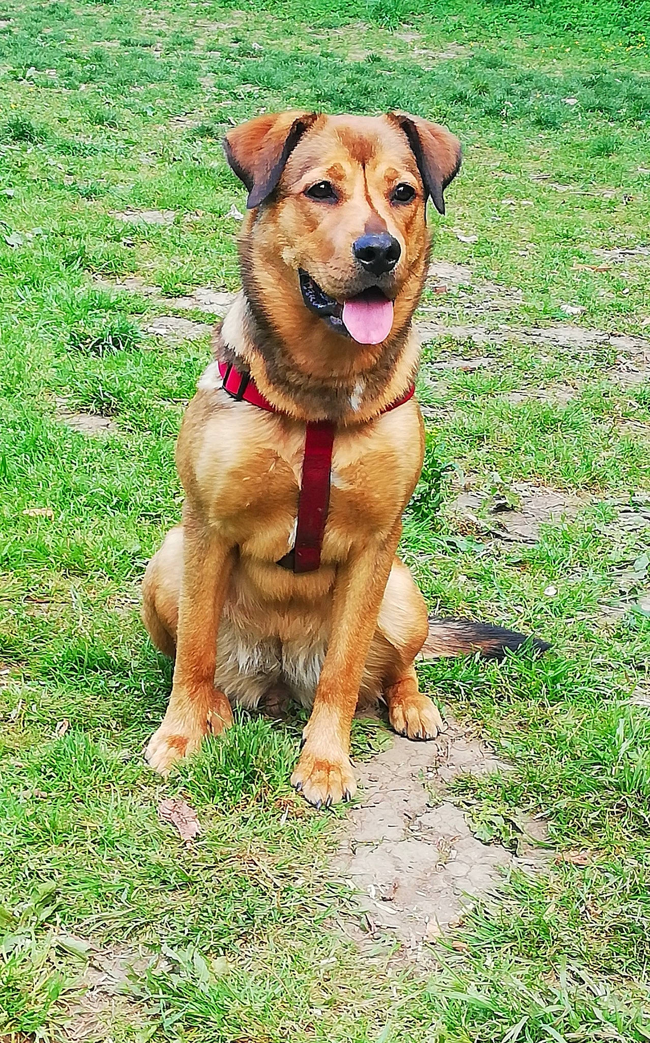 Laika participe au concours pour gagner de l'argent avec cette photo : ancient_dog_breeds, canidae, carnivore, collar, companion_dog, dog, dog_breed, dog_clothes, dog_collar, grass, groundcover, guard_dog, hunting_dog, leash, liver, plant, sporting_group, whiskers, working_animal, working_dog