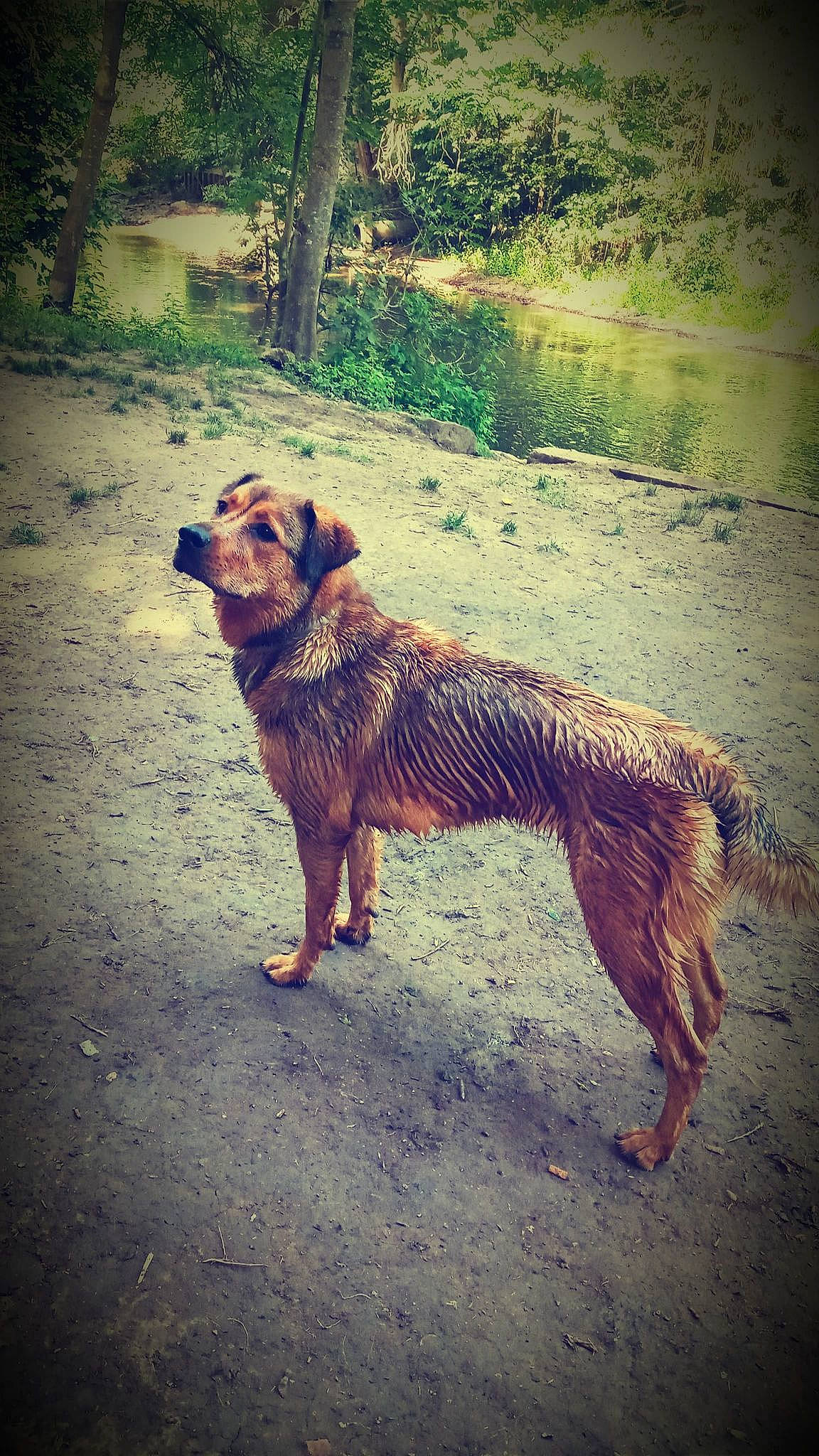 Laika participe au concours pour gagner de l'argent avec cette photo : asphalt, carnivore, cloud, companion_dog, dog, dog_breed, fawn, grass, happy, meteorological_phenomenon, plant, road, road_surface, sky, snout, sporting_group, tail, tints_and_shades, tree, wood