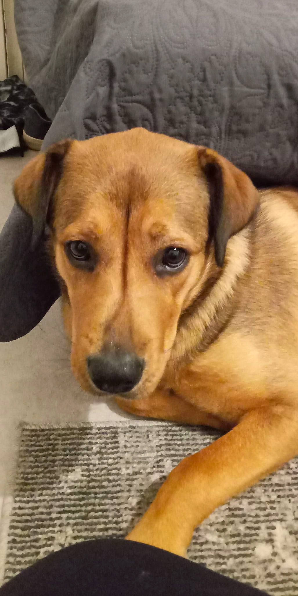 Laika a rejoint le concours — aidez-le/la à gagner de superbes lots ! canidae, carnivore, companion_dog, dog, dog_breed, fawn, fur, paw, snout, sporting_group, terrestrial_animal, whiskers, working_animal, working_dog