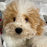 Choco joined the competition — help win amazing prizes! dog, puppy, poodle_mix, curly_fur, fluffy, white_fur, tan_fur, black_nose, dark_eyes, close_up, portrait, pet, indoor, bed, blanket, cute, adorable, muzzle, paw, cozy