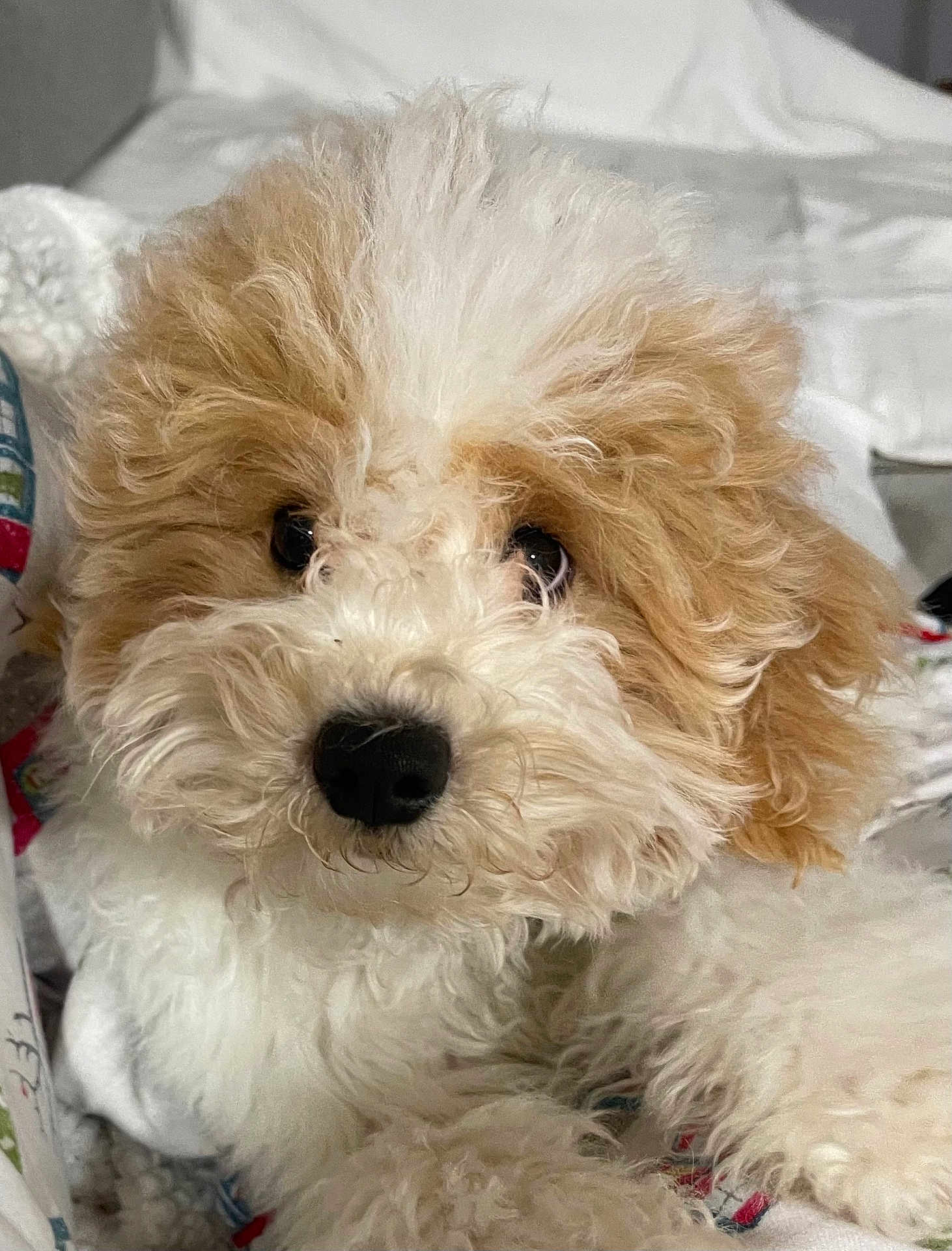 Choco joined the competition — help win amazing prizes! dog, puppy, poodle_mix, curly_fur, fluffy, white_fur, tan_fur, black_nose, dark_eyes, close_up, portrait, pet, indoor, bed, blanket, cute, adorable, muzzle, paw, cozy