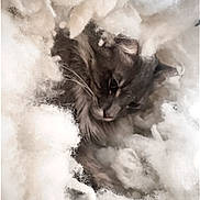 Jojo joined the competition — help win amazing prizes! cat, gray_cat, fluffy, stuffing, cotton, soft, cozy, animal, pet, feline, whiskers, sleepy, resting, closeup, texture, indoor, cute, curious, nest, comfort