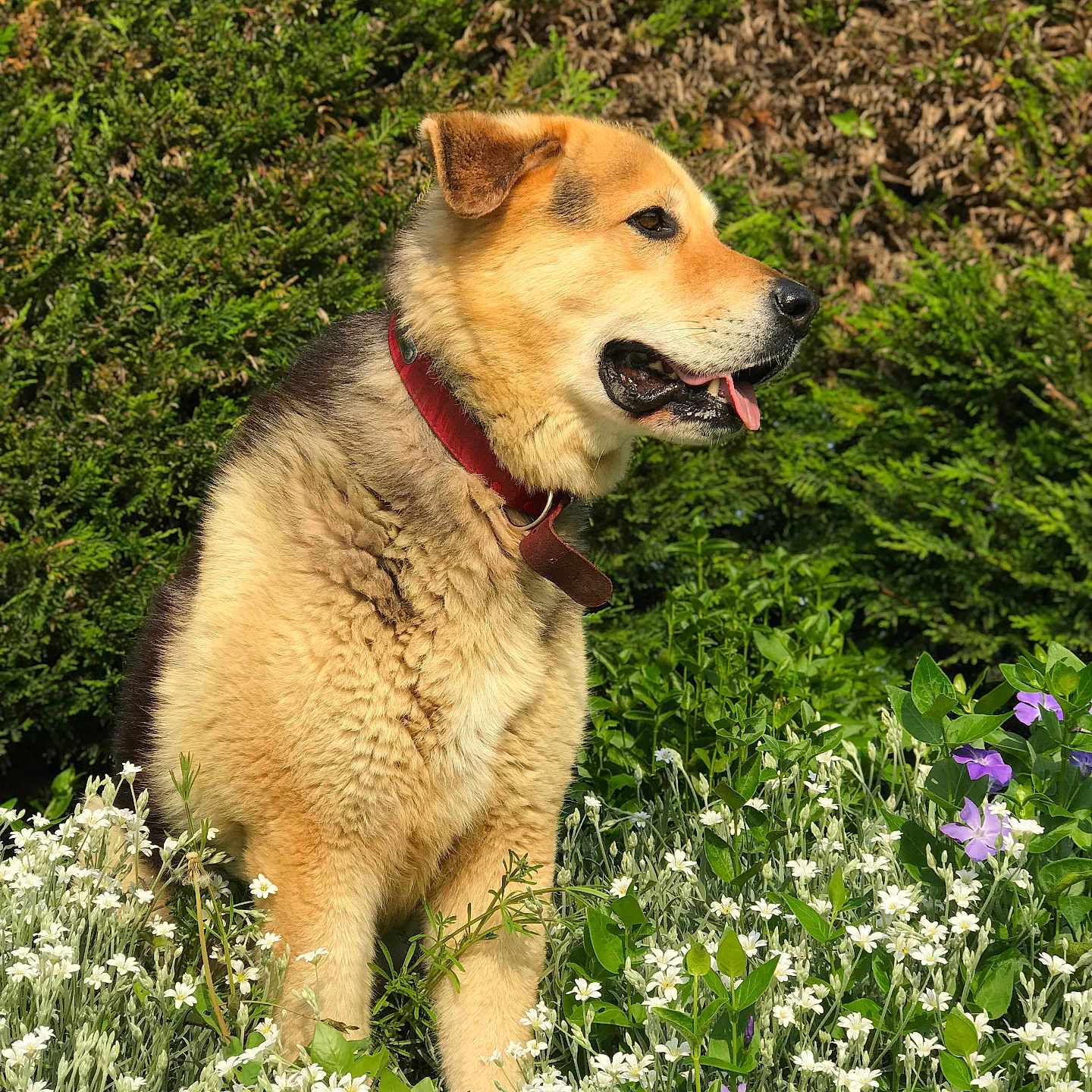 Goliath a rejoint le concours — aidez-le/la à gagner de superbes lots ! accessories, animal, canine, dog, field, flower, geranium, germanshepherd, goldenretriever, grass, grassland, herbal, herbs, husky, nature, outdoors, pet, plant, puppy, vegetation