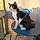 Zorro