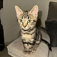Violette participe au concours pour gagner de l'argent avec cette photo : kitten, tabby, cat, pet, animal, feline, whiskers, ears, couch, indoor, cute, young, fur, sitting, alert, eyes, tail, home, cozy, curious