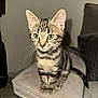 kitten, tabby, cat, pet, animal, feline, whiskers, ears, couch, indoor, cute, young, fur, sitting, alert, eyes, tail, home, cozy, curious