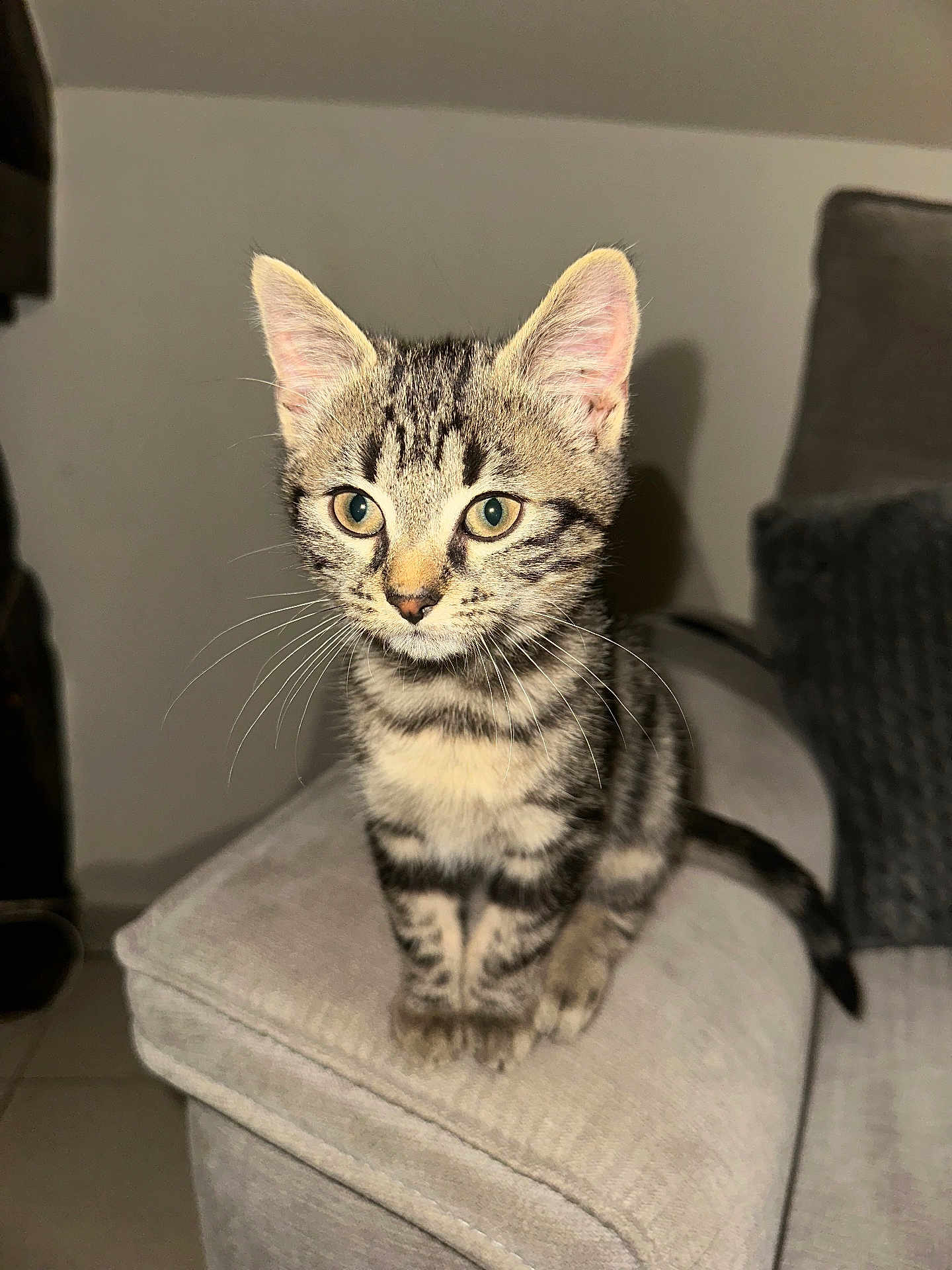 Violette participe au concours pour gagner de l'argent avec cette photo : kitten, tabby, cat, pet, animal, feline, whiskers, ears, couch, indoor, cute, young, fur, sitting, alert, eyes, tail, home, cozy, curious