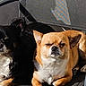 dog, dogs, chair, sunlight, outdoor, pet, animal, relaxed, black_dog, tan_dog, metal_chair, shadow, sunny, companions, cute, furry, sitting, resting, backyard, friendship