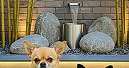 Sacha Et Salto participe au concours pour gagner de l'argent avec cette photo : dog, chihuahua, pet, animal, grass, stone, bamboo, garden, outdoor, small_dog, two_dogs, fur, ears, cute, nature, water_feature, plants, relaxing, sitting, portrait