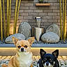dog, chihuahua, pet, animal, grass, stone, bamboo, garden, outdoor, small_dog, two_dogs, fur, ears, cute, nature, water_feature, plants, relaxing, sitting, portrait