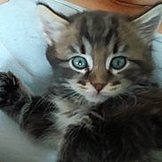 Boubou participe au concours pour gagner de l'argent avec cette photo : arm, blue_eyes, cat, close_up, comfort, cuddle, cute, domestic_animal, face, fur, furry, holding, indoor, kitten, person, pet, resting, tank_top, whiskers, young