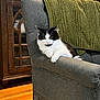 cat, black_and_white_cat, couch, armrest, green_blanket, wooden_floor, wooden_cabinet, potted_plant, indoor, furniture, relaxed, pet, domestic_animal, cozy, home, living_room, fur, whiskers, resting, animal