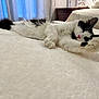 Sushi is registered to the contest to win money with this photo: cat, black_and_white, sleeping, bed, fluffy, indoor, pet, feline, cozy, relaxation, white_bedspread, paw, fur, nose, ear, curtain, furniture, bedroom, resting, peaceful