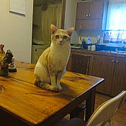 Handsome Baby Hank joined the competition — help win amazing prizes! cat, orange_cat, white_cat, wooden_table, kitchen, cabinet, window, curtain, chair, indoor, pet, animal, feline, table, household, domestic, curious, sitting, furniture, cozy