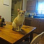 cat, orange_cat, white_cat, wooden_table, kitchen, cabinet, window, curtain, chair, indoor, pet, animal, feline, table, household, domestic, curious, sitting, furniture, cozy