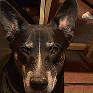 Pedro is registered to the contest to win money with this photo: dog, close_up, indoors, ears, brown, black, pet, animal, face, canine, carpet, furniture, portrait, looking, collar, house, muzzle, eyes, domestic_animal, snout