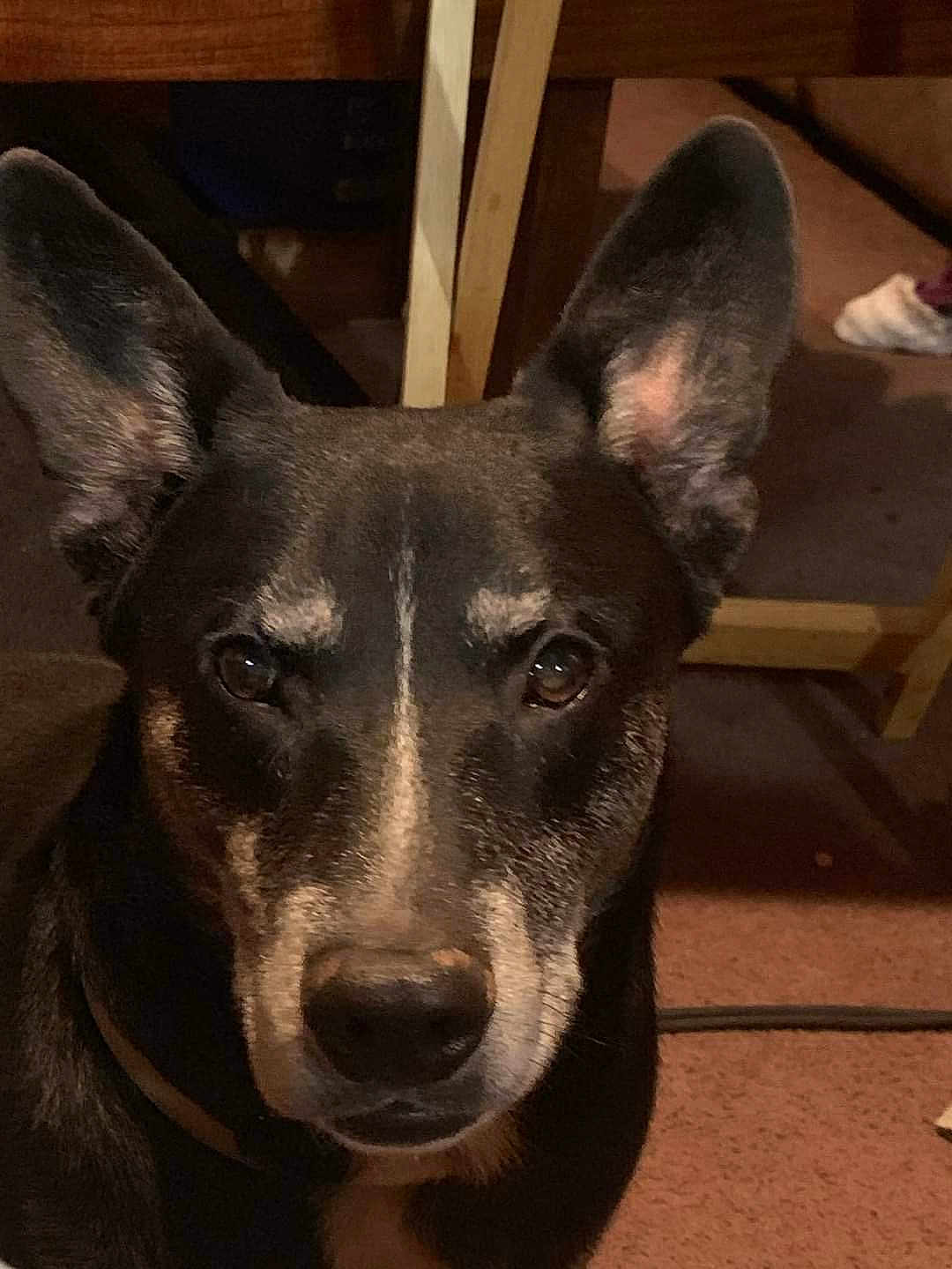 Pedro is registered to the contest to win money with this photo: dog, close_up, indoors, ears, brown, black, pet, animal, face, canine, carpet, furniture, portrait, looking, collar, house, muzzle, eyes, domestic_animal, snout
