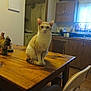 Pedro is registered to the contest to win money with this photo: cat, table, wooden_table, kitchen, chair, window, curtains, cabinet, domestic, indoor, pet, cream_cat, furniture, decor, household, domestic_animal, curious, animal, mammal, quiet