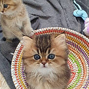 Aby a rejoint le concours — aidez-le/la à gagner de superbes lots ! kitten, cat, basket, fluffy, cute, blue_eyes, toy, blanket, scratcher, indoor, pet, feline, curious, soft, small, playing, young, domestic, animal, cozy