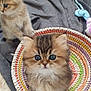 kitten, cat, basket, fluffy, cute, blue_eyes, toy, blanket, scratcher, indoor, pet, feline, curious, soft, small, playing, young, domestic, animal, cozy