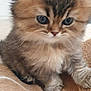 kitten, cat, cute, fluffy, pet, animal, furry, small, young, domestic, mammal, whiskers, face, eyes, paws, fur, indoors, cozy, blanket, soft