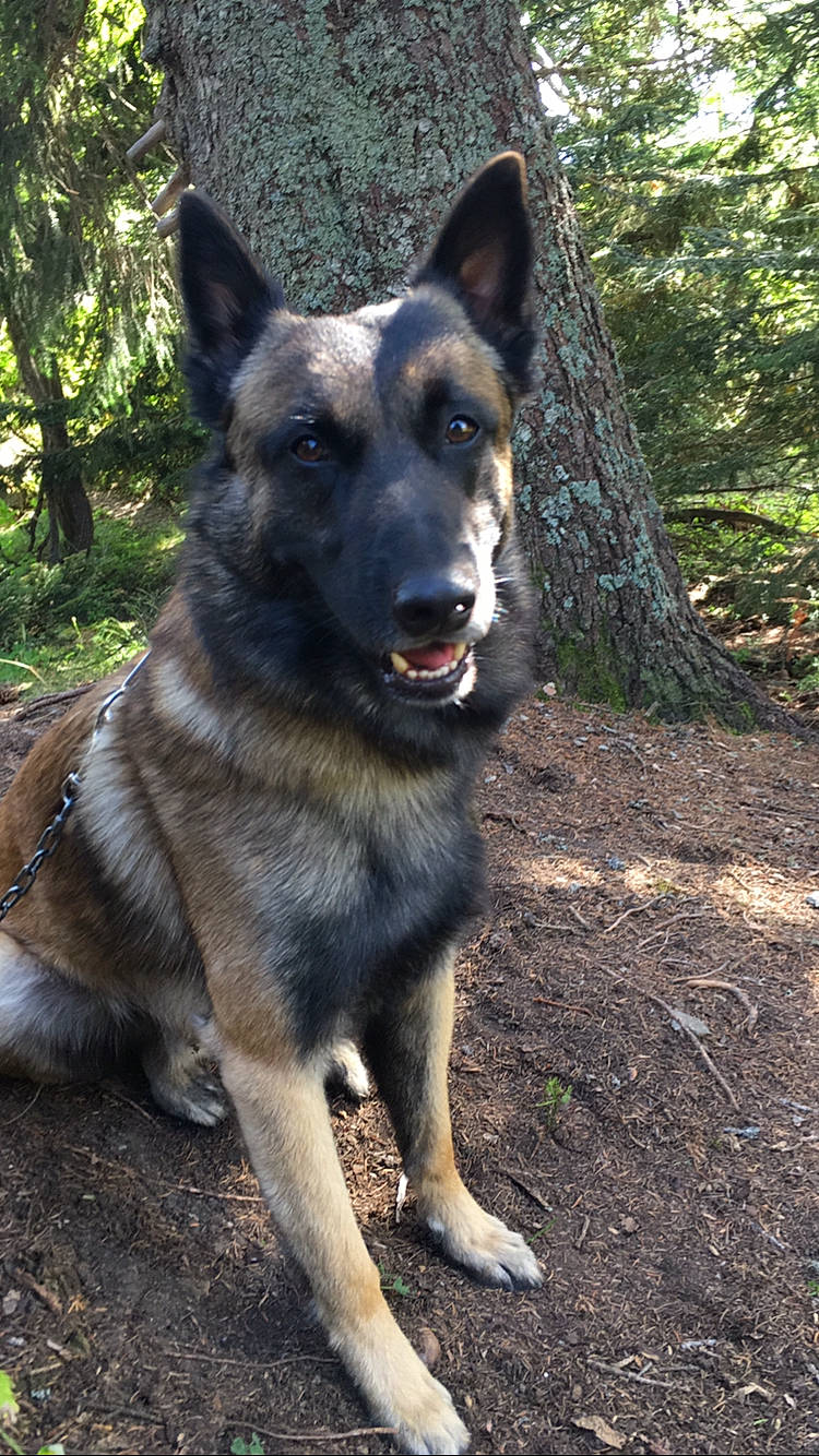 One a rejoint le concours — aidez-le/la à gagner de superbes lots ! ancient_dog_breeds, canidae, canis, carnivore, collar, companion_dog, dog, dog_breed, east_european_shepherd, german_shepherd_dog, guard_dog, herding_dog, king_shepherd, plant, snout, sporting_group, terrestrial_animal, tree, working_animal, working_dog