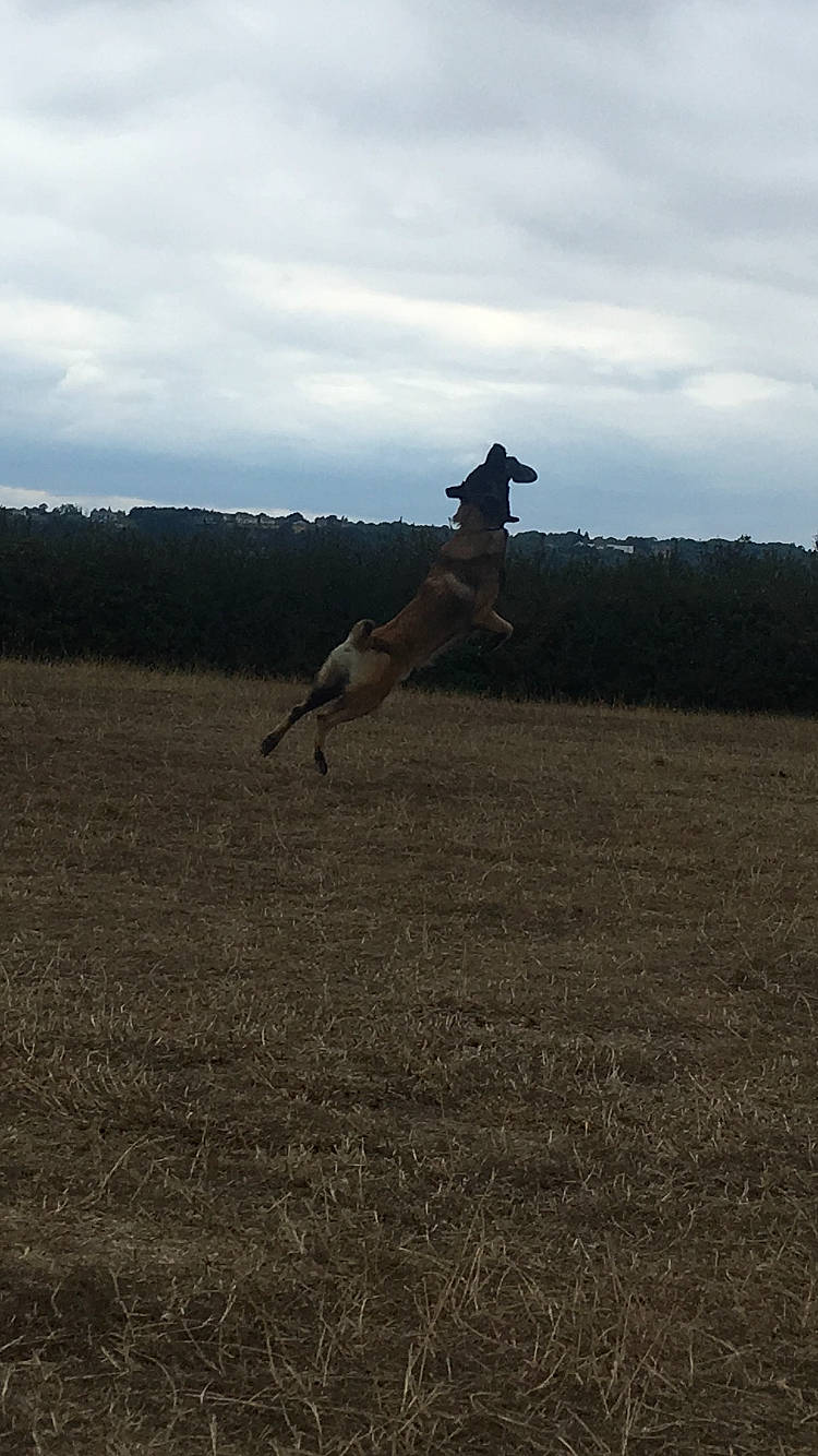 One a rejoint le concours — aidez-le/la à gagner de superbes lots ! carnivore, cloud, dog, dog_breed, fawn, field, grass, grassland, horizon, landscape, pasture, plain, plant, prairie, sky, soil, steppe, tail, terrestrial_animal, tree
