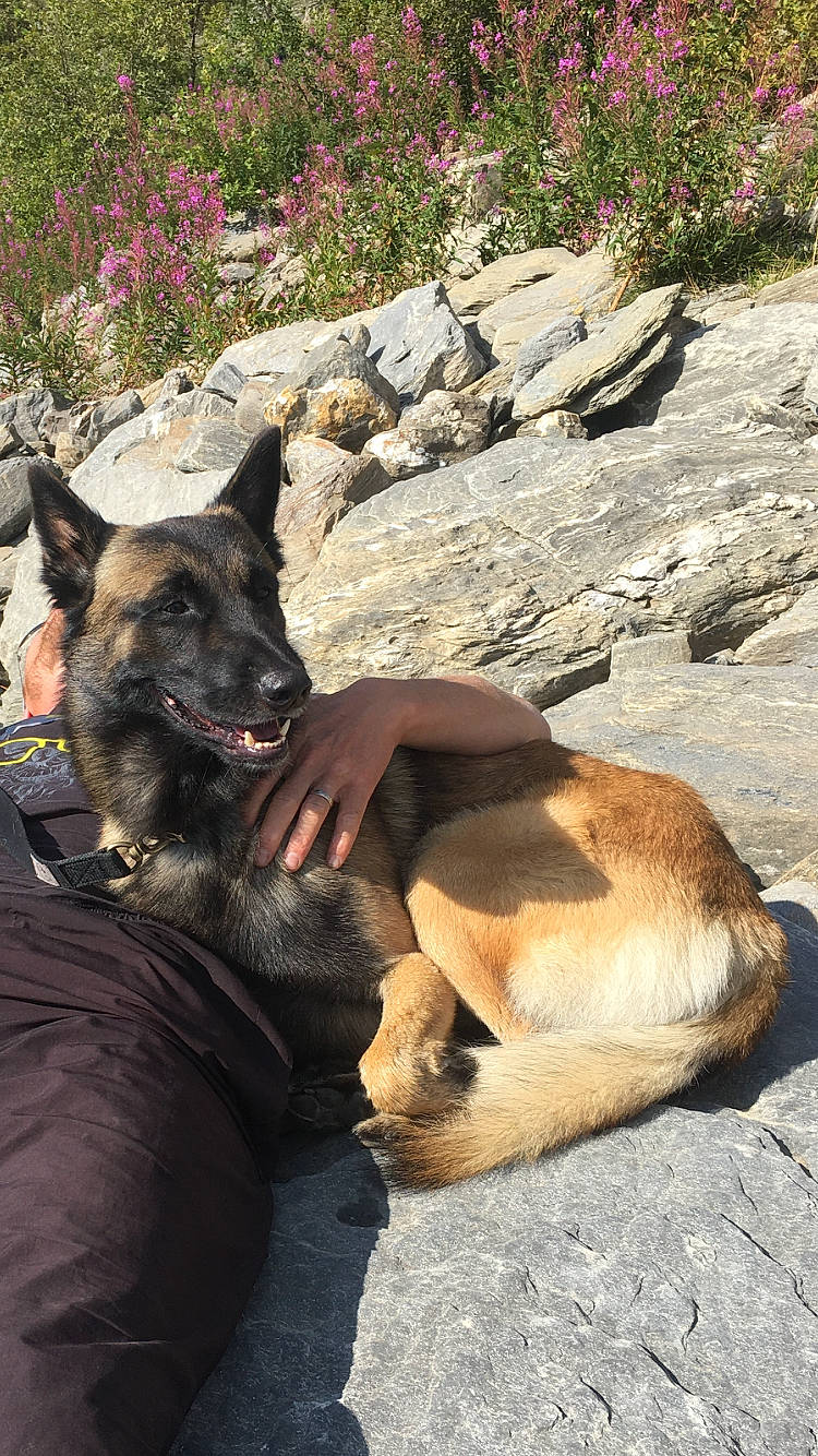 One a rejoint le concours — aidez-le/la à gagner de superbes lots ! adventure, bedrock, black_norwegian_elkhound, canidae, carnivore, companion_dog, dog, dog_breed, dog_hiking, fawn, fur, guard_dog, plant, rock, snout, sporting_group, terrestrial_animal, walking, working_animal, working_dog