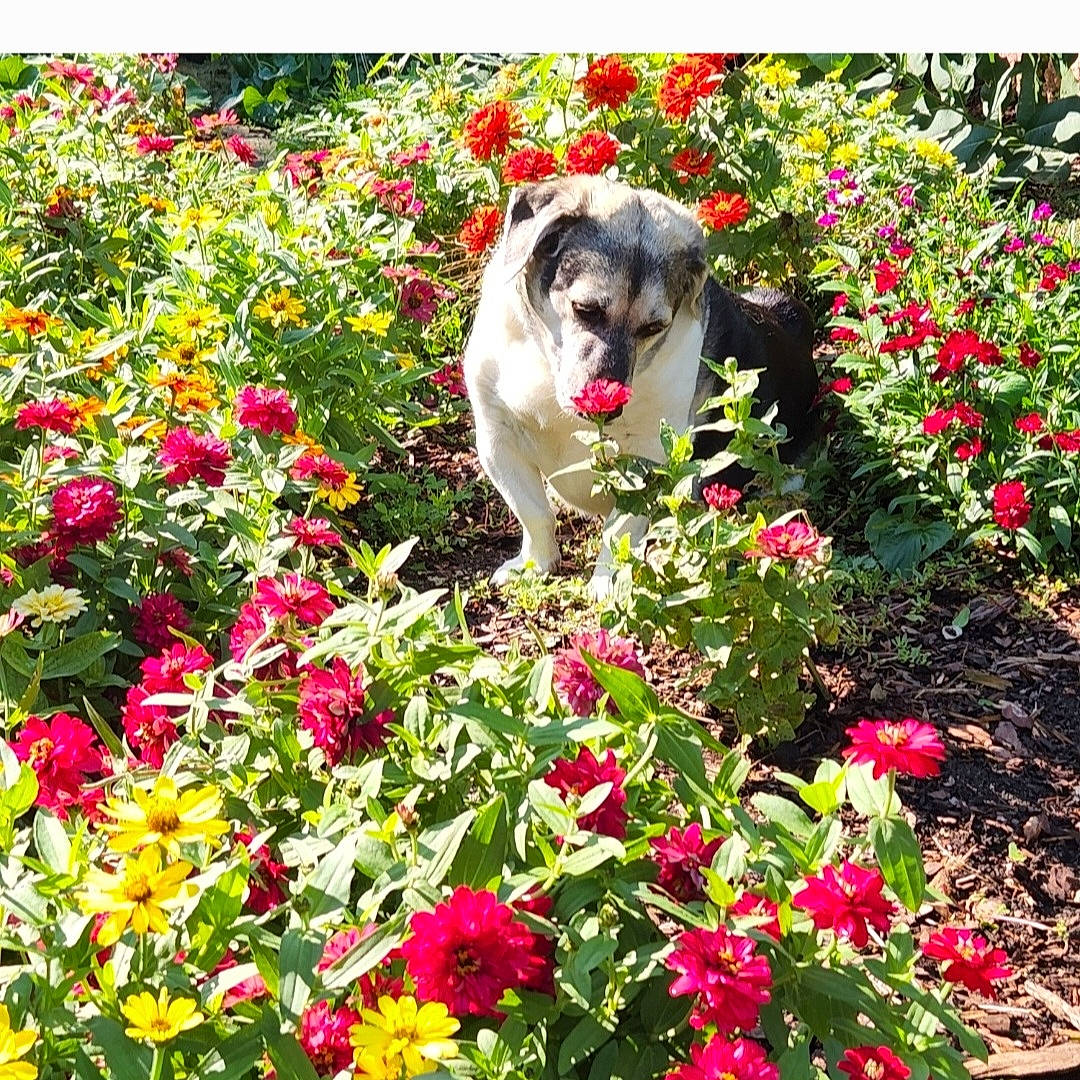 Lucy joined the competition — help win amazing prizes! annual_plant, art, carnivore, companion_dog, dog, dog_breed, flower, flowering_plant, garden, grass, groundcover, herbaceous_plant, leaf, magenta, meadow, people_in_nature, petal, plant, rose_family, shrub