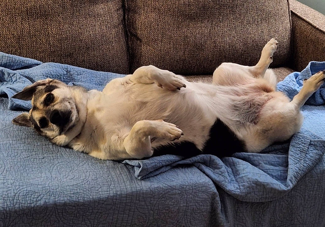 Lucy is registered to the contest to win money with this photo: bedding, carnivore, comfort, companion_dog, couch, dog_breed, fawn, felidae, foot, fur, linens, mammal, nap, paw, small_to_medium_sized_cats, snout, tail, terrestrial_animal, vertebrate, whiskers